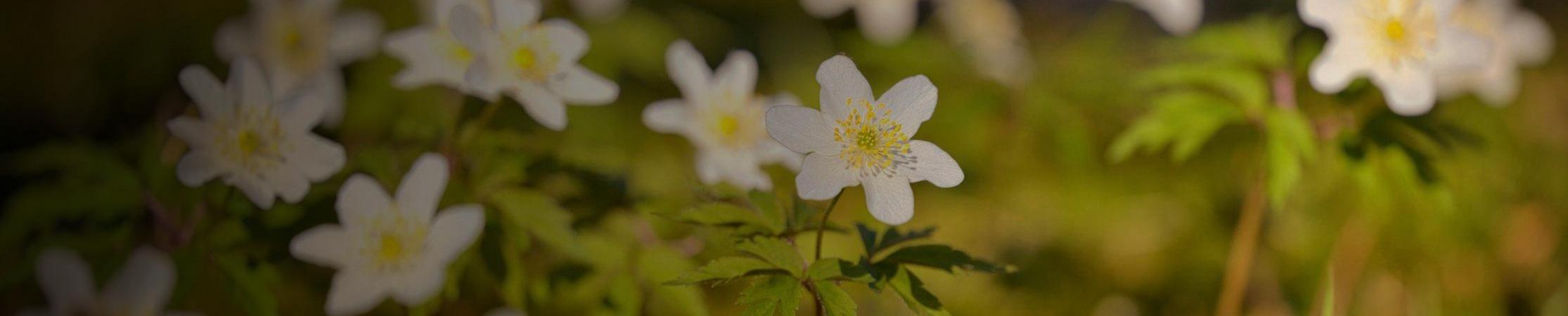 Durango, CO - Gospel Church Durango